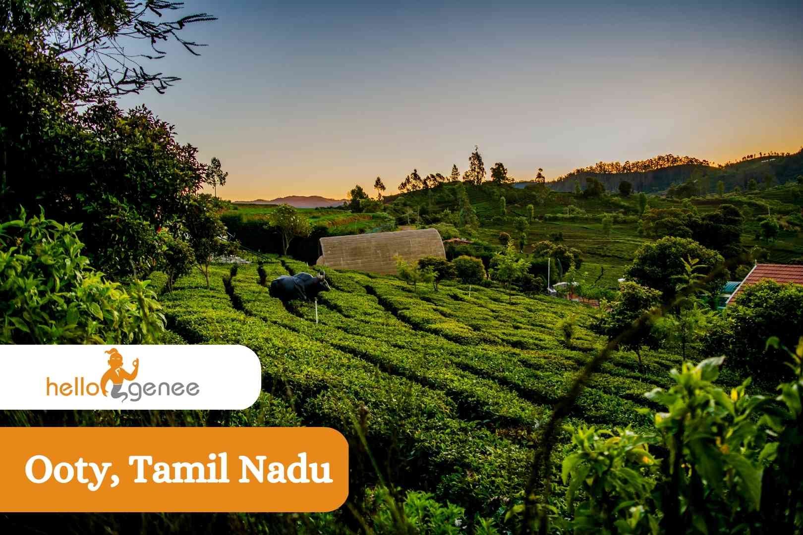 Ooty, Tamil Nadu, hill station in india, green hill stations in India, hill stations in India, Most clean and green hill stations in India you must visit this rainy season!!